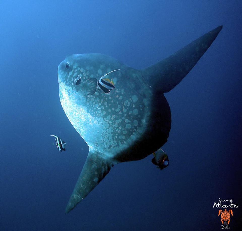 Le mola mola bali : un poisson curieux﻿