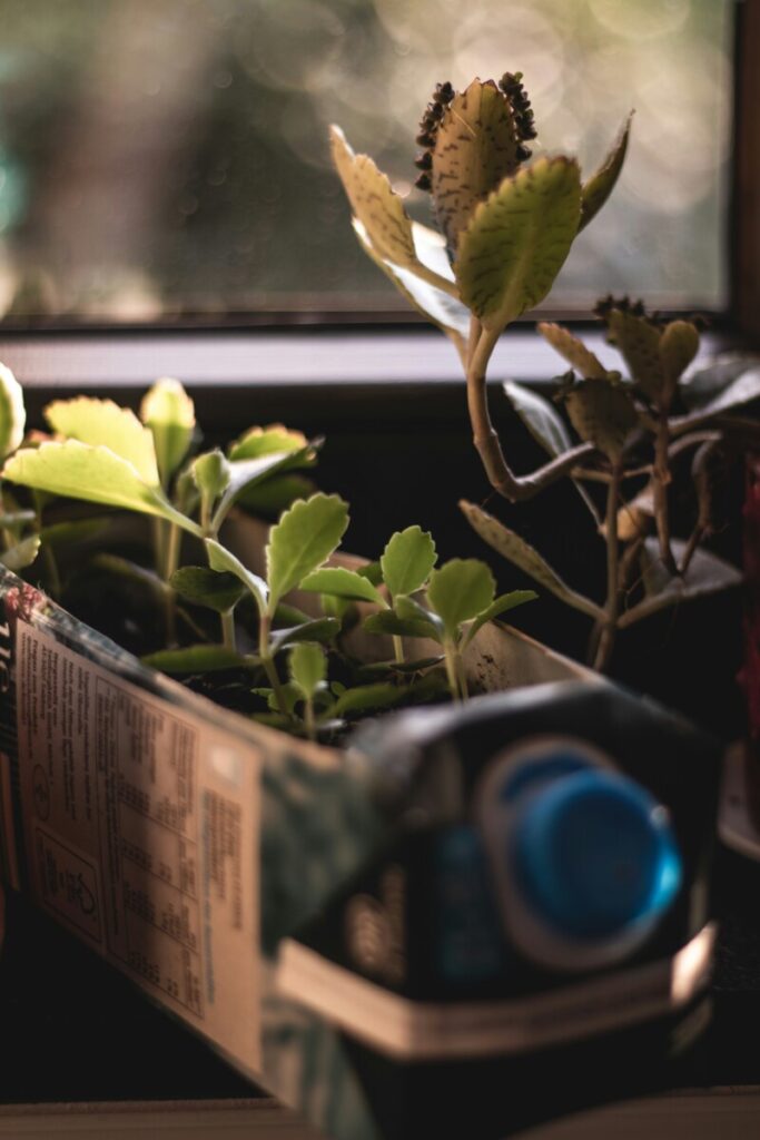 an indoor garden planted in a repurposed packaging box, possibly a carton or a product package. It's placed on a windowsill, allowing the plants to receive natural light