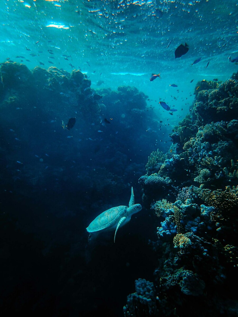 Paklijst voor je Lembeh Strait Duikavontuur